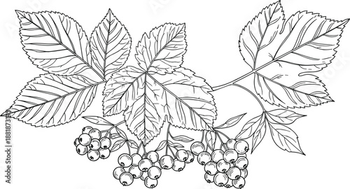 Vibrant botanical vector illustration, hand drawn leaves and berries with green watercolor circles, natural organic design elements, creative floral background, artistic botanical sketch