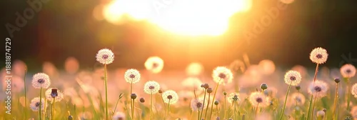 Panel kuchenny z motywem Gentle dandelions basking in golden sunlight convey the peace and beauty of summer mornings.