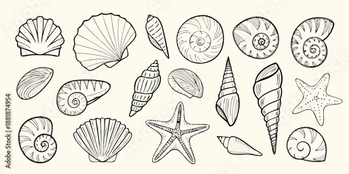 A collection of detailed line art seashells and starfish illustrations