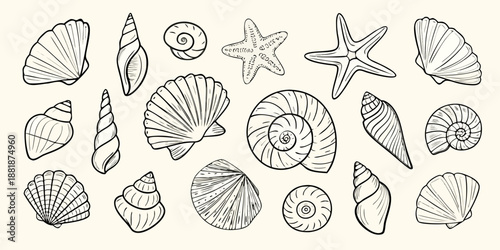 A collection of various seashells and starfish in a monochromatic illustration