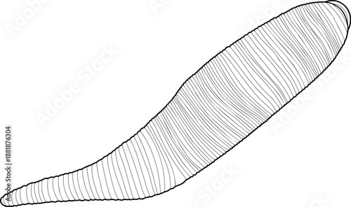 Coloring page with leech isolated on white background