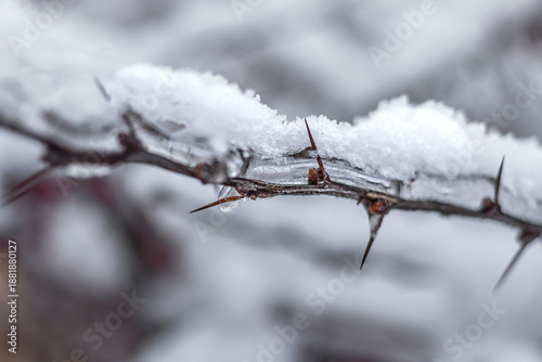 Frozen branch of a bush with thorns. Beautiful winter day. Winter scene. Cold winter. Nature in winter. Snow and sun. Sun rays through ice. Snow-covered plants.