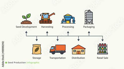 Seed production lifecycle infographic illustrating development harvesting processing storage and sale stages