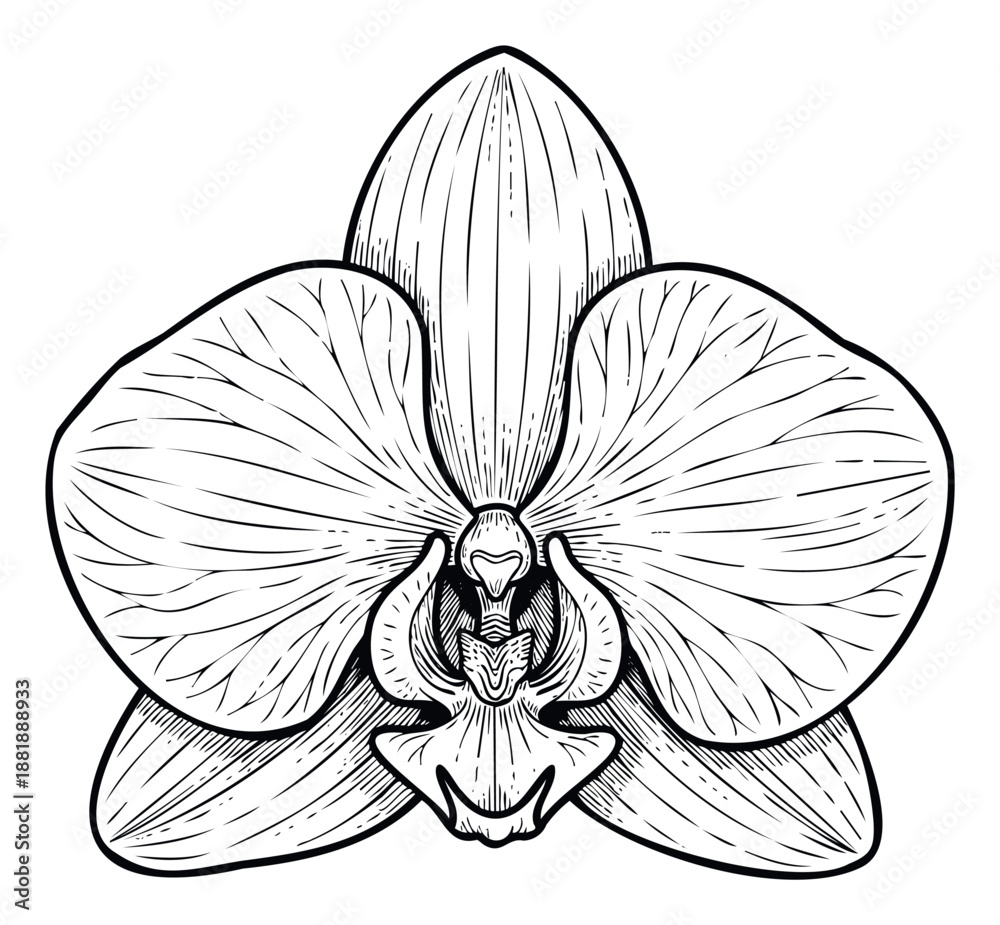 Fototapeta premium Detailed black and white engraving of a tropical orchid blossom offering a sophisticated floral motif for wedding invitations, stationery, and natureinspired home decor.