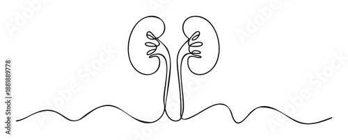 Minimalist single line drawing of two human kidneys with their connecting ureters, symbolizing health and anatomy, ideal for medical education materials or healthcare awareness campaigns