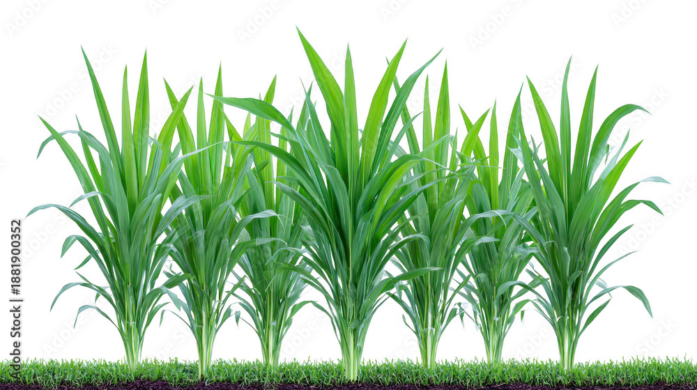 Obraz premium Green sugarcane plant lush leaves tropical crop healthy growth isolated on transparency background agricultural field vibrant foliage farming concept fresh nature