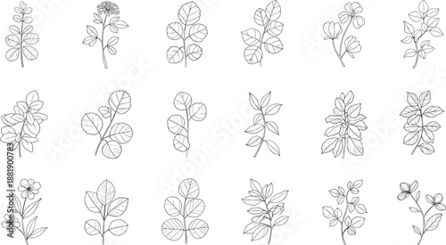 Hand-drawn botanical illustration featuring eighteen unique plant stems with varied leaves and floral structures for design and study