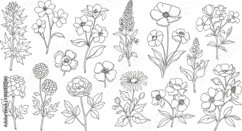 Hand-drawn botanical illustration of eighteen unique flowers with varied petal, leaf, and stem designs for design and study