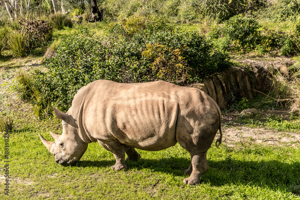 Fototapeta premium A rhino is eating grass in a field. The rhino is large and has a long neck