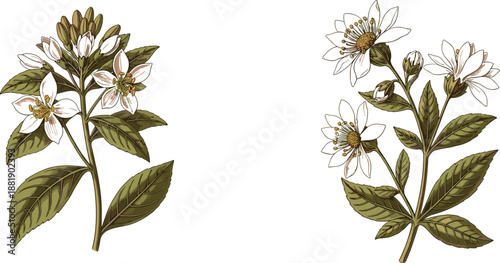 Hand-drawn botanical illustration of two flowering plants with green leaves and white blossoms for nature design and study