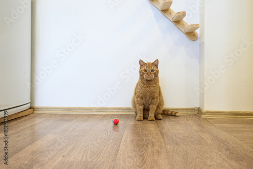 ginger cat sits on light wood flooring in a minimalist kitchen, near a red ball. A white fridge stands to the left; a wooden cat shelf is mounted on the wall.