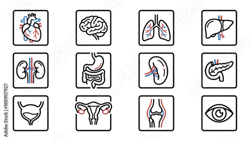 Human organs anatomy icon set. Minimalist line art style medical vector icons showing heart, brain, lungs, liver, kidneys, stomach, spleen, pancreas, bladder, uterus, joint, and eye in grid layout.