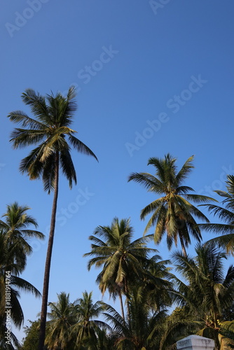 Wallpaper Mural Clear blue skies above Lao coconut trees, capturing tropical scenery and natural greenery. Torontodigital.ca