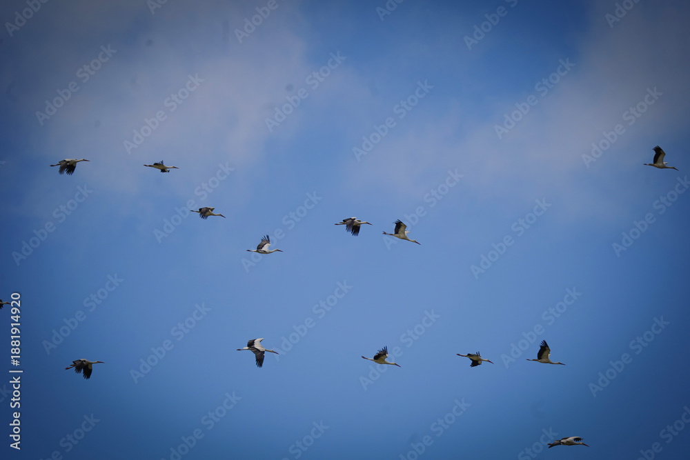 Fototapeta premium Storks Flying Across Blue Sky