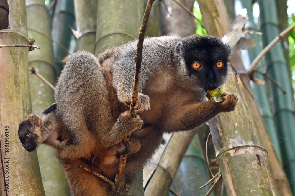 Fototapeta premium Brown lemur - with cub Eulemur fulvus, nature of Madagascar.
