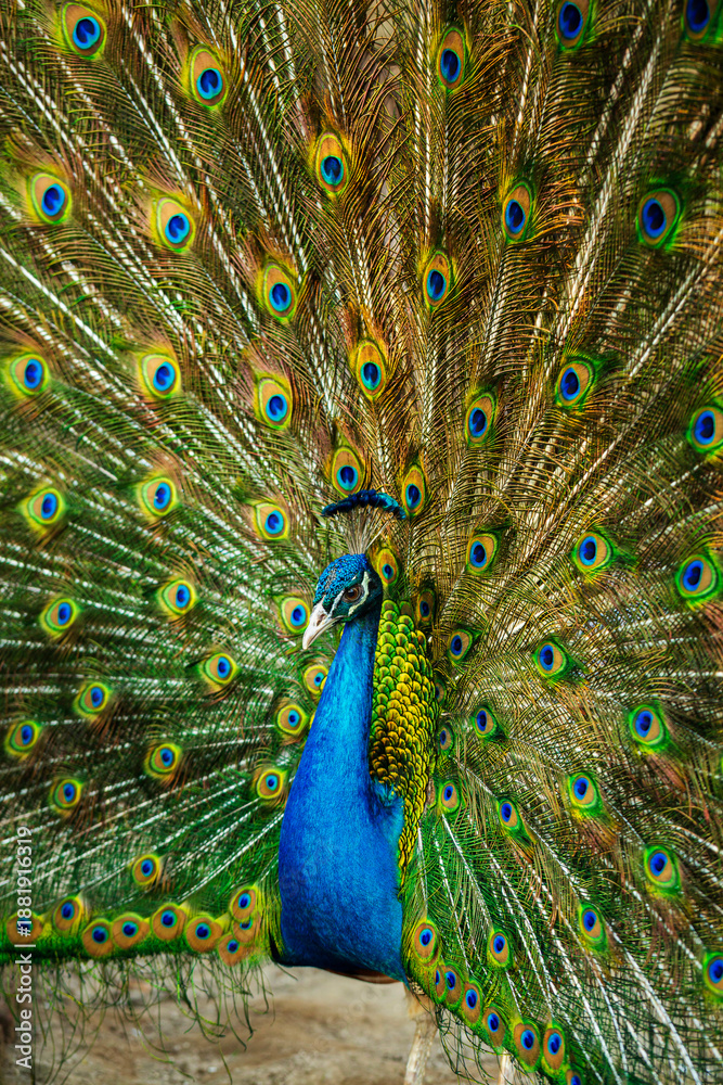 Obraz premium Indian peafowl 
