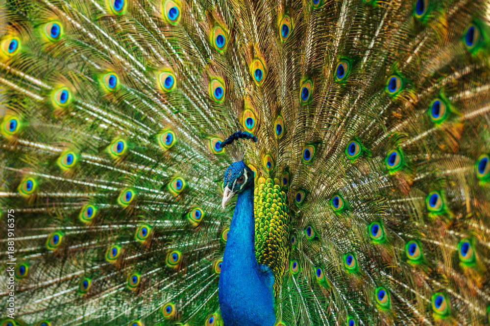 Obraz premium Indian peafowl 