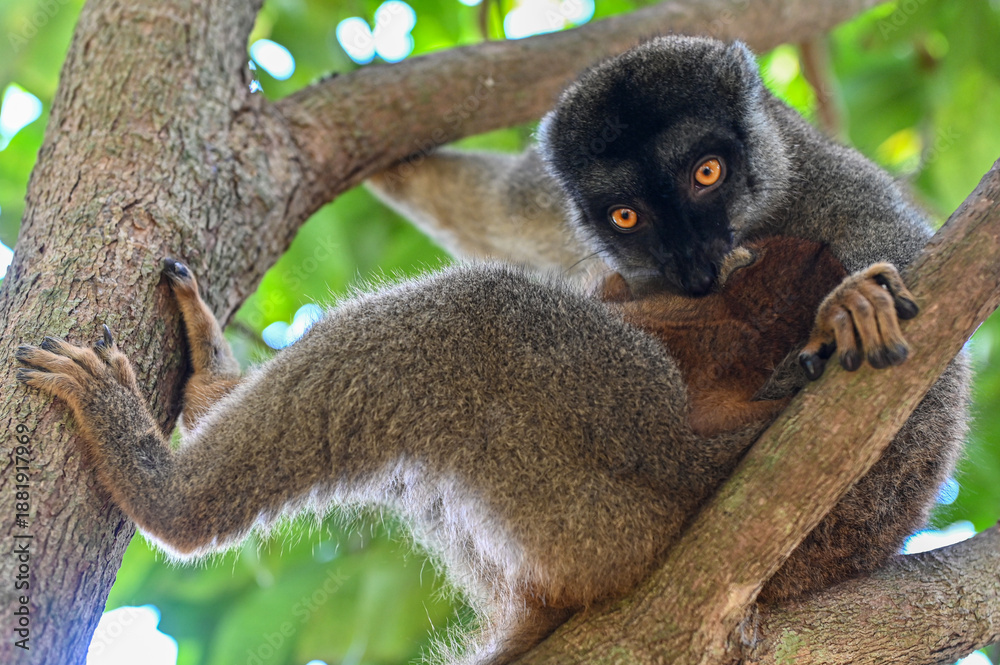 Fototapeta premium Brown lemur - with cub Eulemur fulvus, nature of Madagascar.