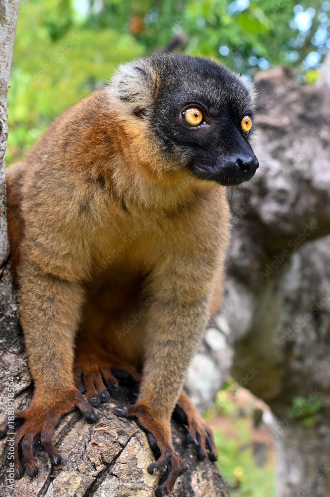 Fototapeta premium Common brown lemur - close up, portrait Eulemur fulvus , Madagascar nature.