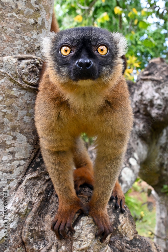 Fototapeta premium Common brown lemur - close up, portrait Eulemur fulvus , Madagascar nature.