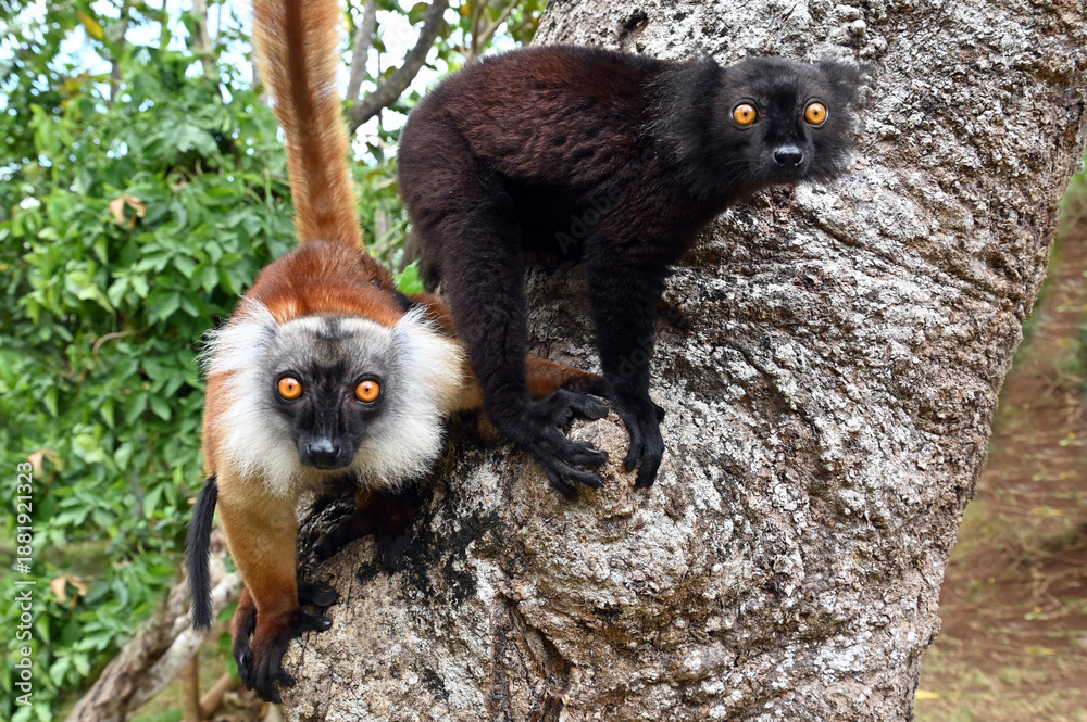 Obraz premium Black lemur - female and male with cub Eulemur macaco in the wild of the Madagascar forest