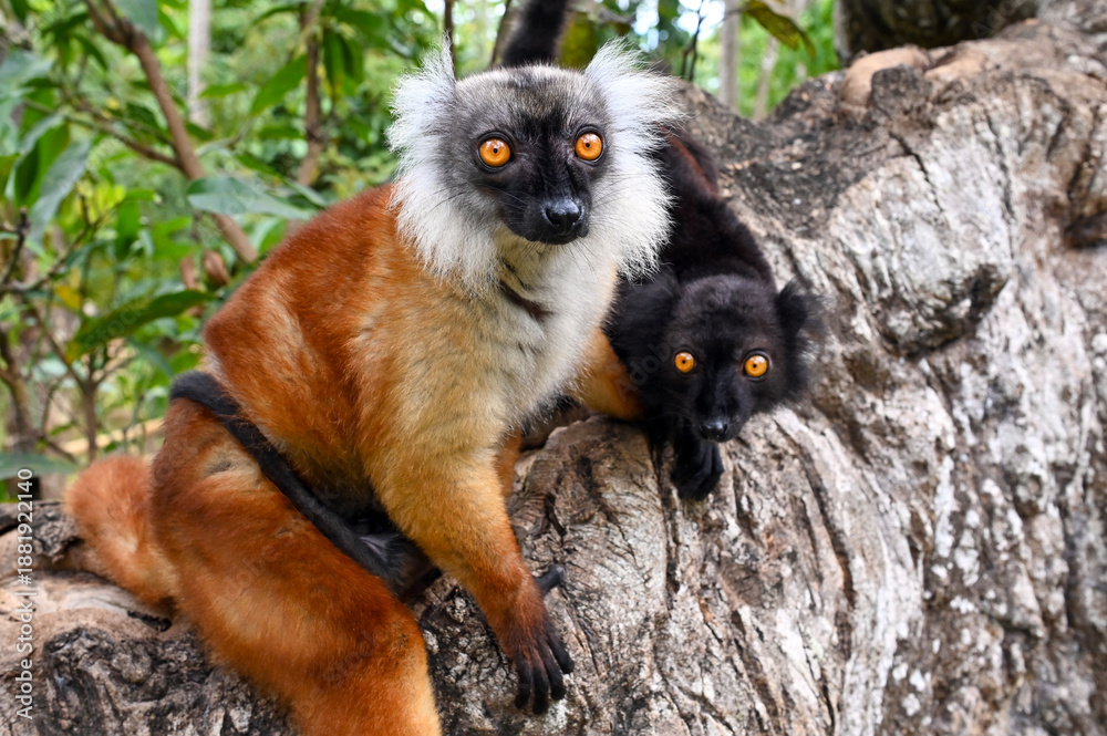 Naklejka premium Black lemur - female and male with cub Eulemur macaco in the wild of the Madagascar forest
