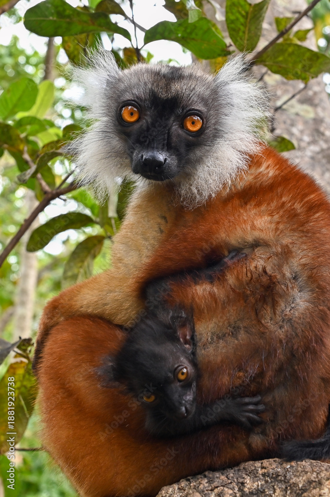 Fototapeta premium Black lemur - female with cub Eulemur macaco in the wild of the Madagascar forest