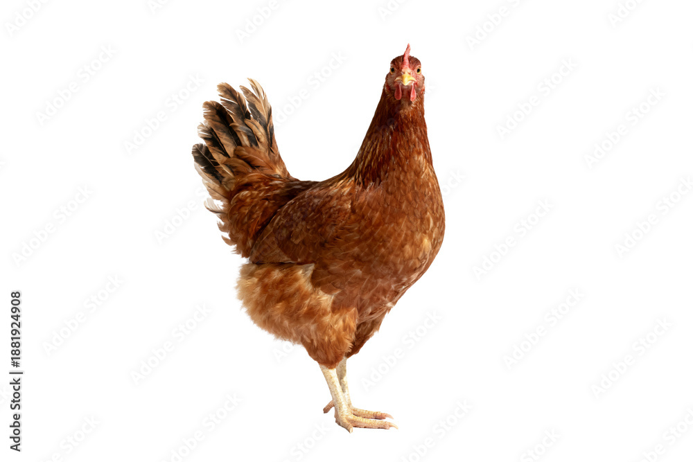 Fototapeta premium Brown Hen Standing on White Background