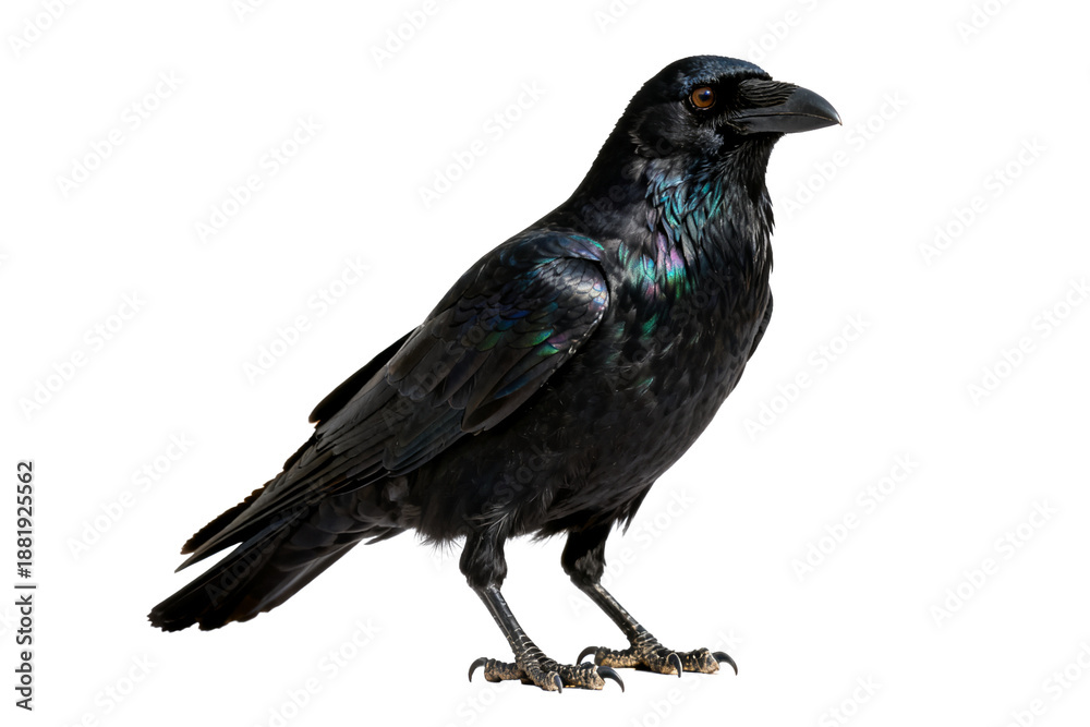 Fototapeta premium A Common Raven (Corvus corax) with Glossy Plumage