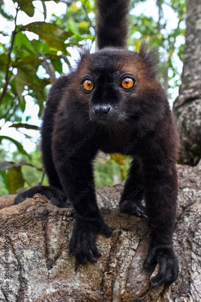 Fototapeta premium Portrait of adult male black lemur Eulemur macaco. Nature of Madagascar. 