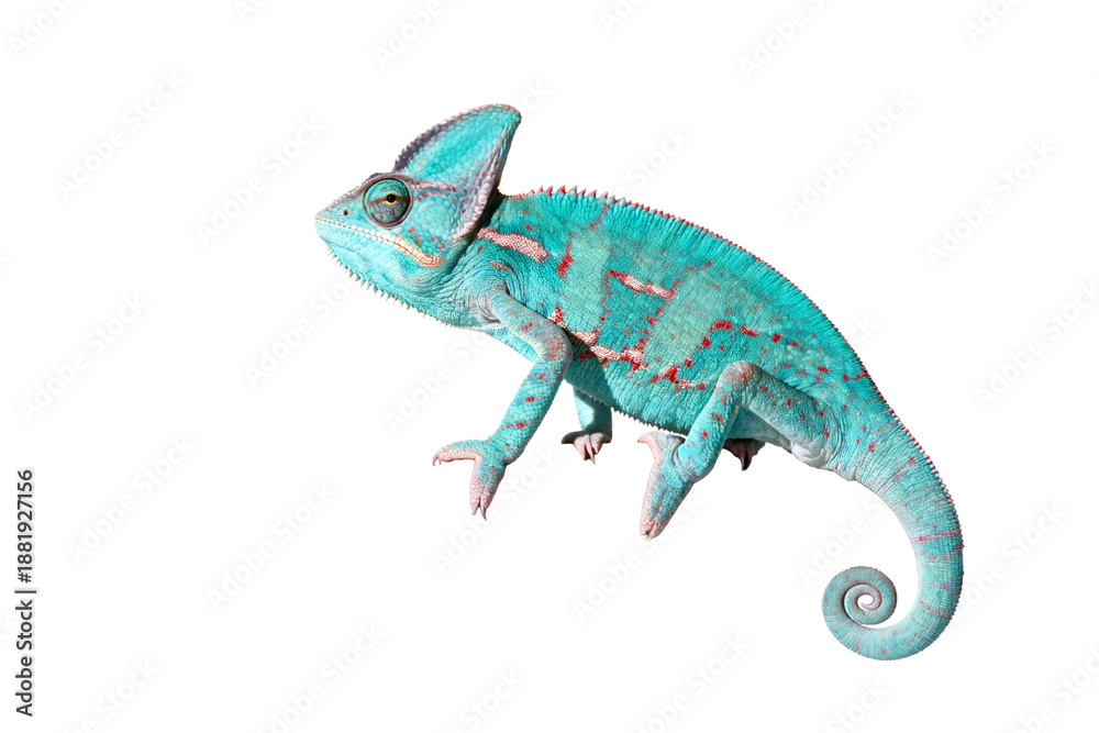 Fototapeta premium Turquoise Chameleon with Red Patterns on Body