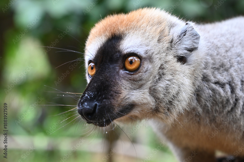 Fototapeta premium Red-fronted Brown Lemur, Eulemur fulvus, Madagascar nature,