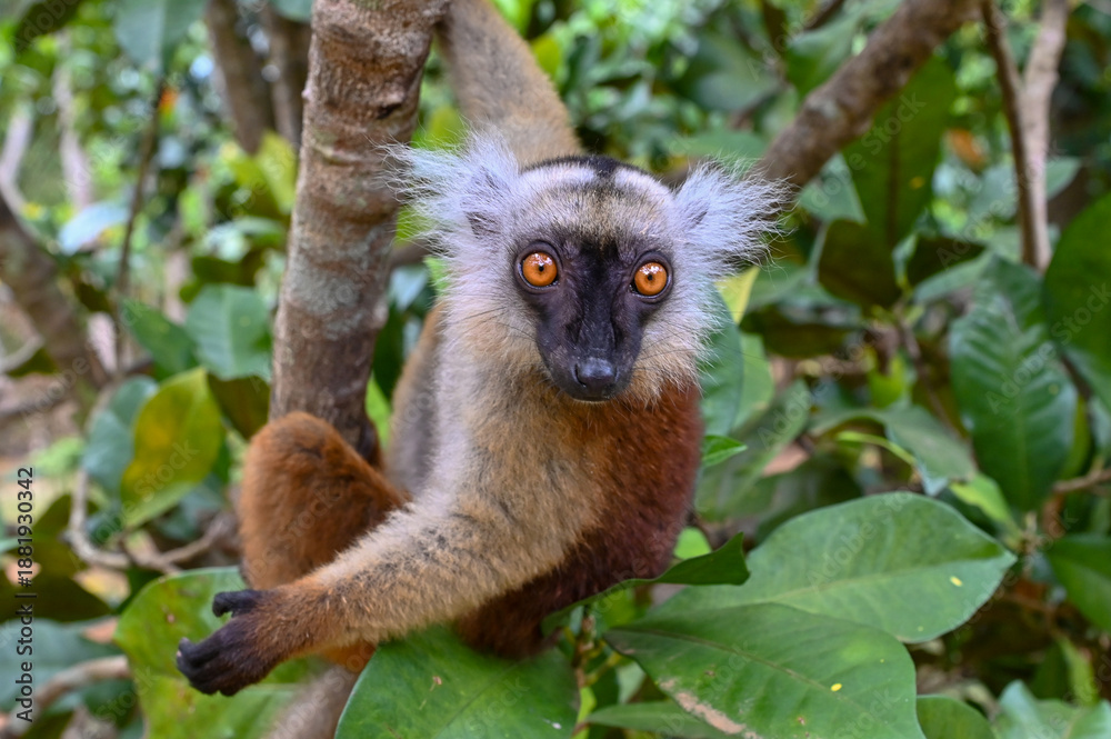 Fototapeta premium Portrait of adult female black lemur Eulemur macaco. Nature of Madagascar. 