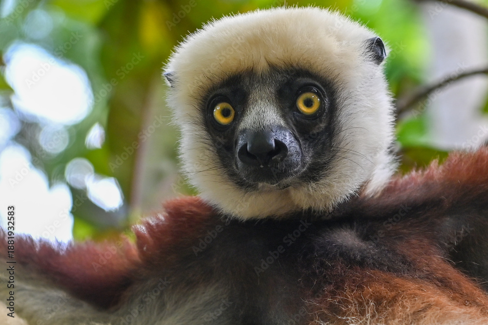 Fototapeta premium Coquerel s Sifaka (Propithecus coquereli).Portrait. Endangered and endemic to Madagascar.