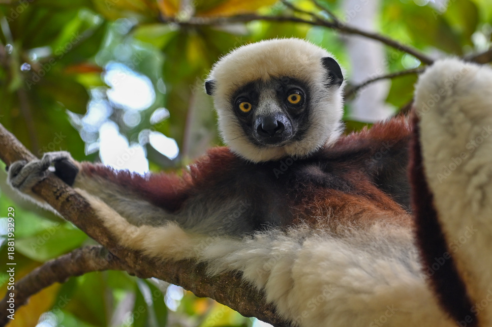 Fototapeta premium Coquerel s Sifaka (Propithecus coquereli).Portrait. Endangered and endemic to Madagascar.