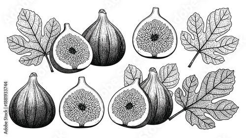 Detailed black and white botanical sketches of fresh figs shown whole, halved, and with their characteristic lobed leaves.
