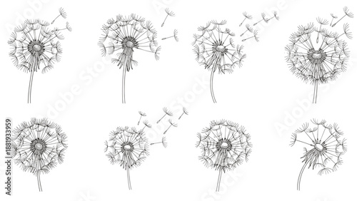 Set of eight black and white dandelion seed head illustrations showing seeds blowing away in the wind for natural design.