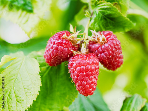 Fresh red raspberries in a garden - natural food. Bunch of ripe raspberry fruit - Rubus idaeus - on branch with green leaves on a farm. Close-up, blurred background.