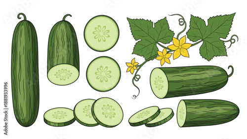 Collection of fresh green cucumber illustrations including whole fruit, cross sections, slices, and a branch with yellow flowers.