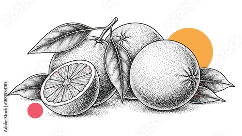 Detailed stipple engraving of whole and sliced oranges with leaves over abstract colorful circles for citrus fruit and nature designs.