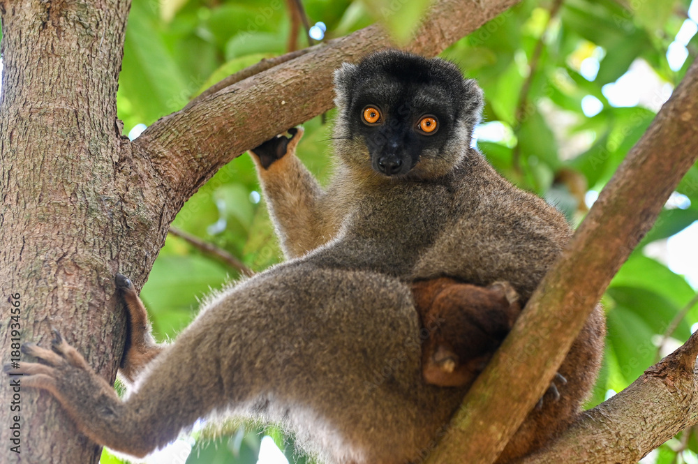 Obraz premium Brown lemur - with cub Eulemur fulvus, nature of Madagascar.
