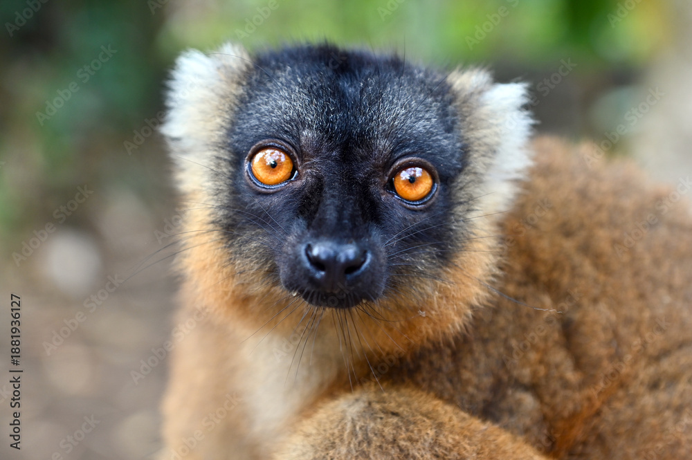 Obraz premium Common brown lemur, Eulemur fulvus, Madagascar nature,