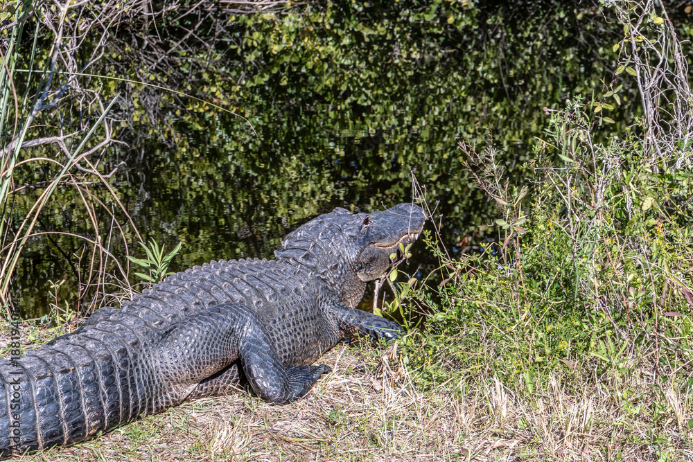 Obraz premium A large alligator is laying on the ground near a body of water. The scene is peaceful and serene, with the alligator appearing to be in a relaxed state