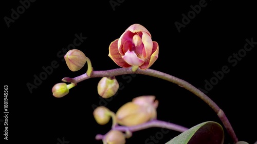 Orchid Blossoms. Blooming Orange Orchid Phalaenopsis Flower on Black Background. Time Lapse. 4K.