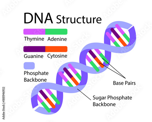 DNA structure. Deoxyribonucleic acids. Nitrogenous base and Sugar phosphate backbone. Thymine, Adenine, Cytosine, Guanine. Vector illustration.