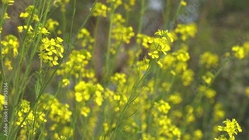 Field of blooming yellow mustard flowers. slowmotion