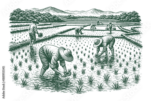 Traditional farmers planting rice in a paddy field with mountain background, vintage hand-drawn line art engraving style vector illustration for farming.