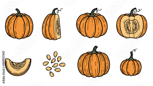 Collection of hand-drawn pumpkins and seeds in various stages of preparation for autumn