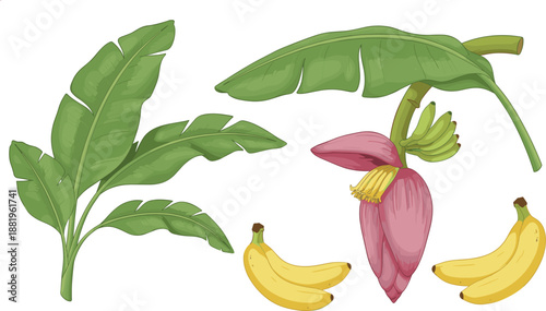 Banana Plant Illustration Set Featuring Large Tropical Leaves, Banana Flower Blossom, Growing Banana Bunches, and Detailed Botanical Fruit Elements