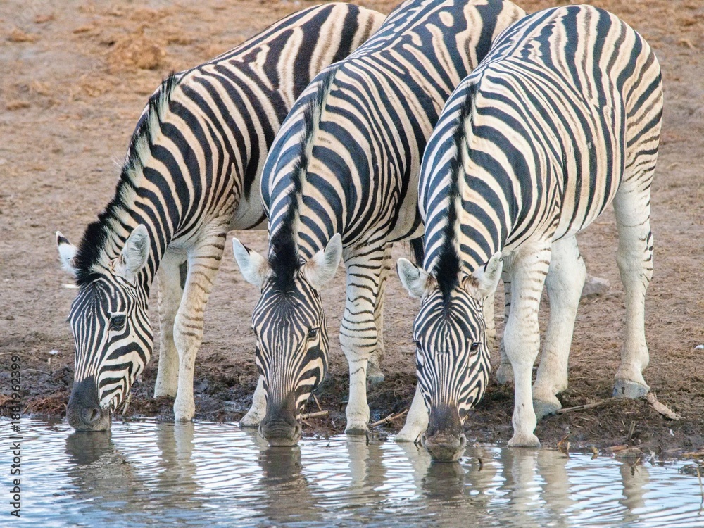 Fototapeta premium Herd of zebras on Etosha National Park, Namibia , Africa